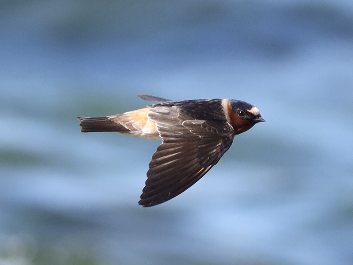 Cliff Swallow - ML620187815