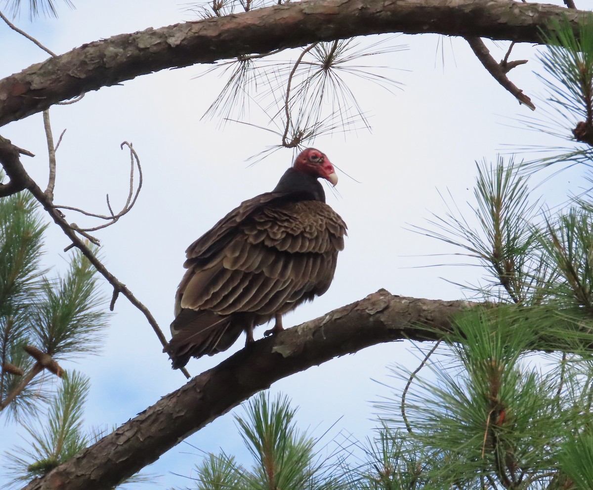 Turkey Vulture - ML620187818