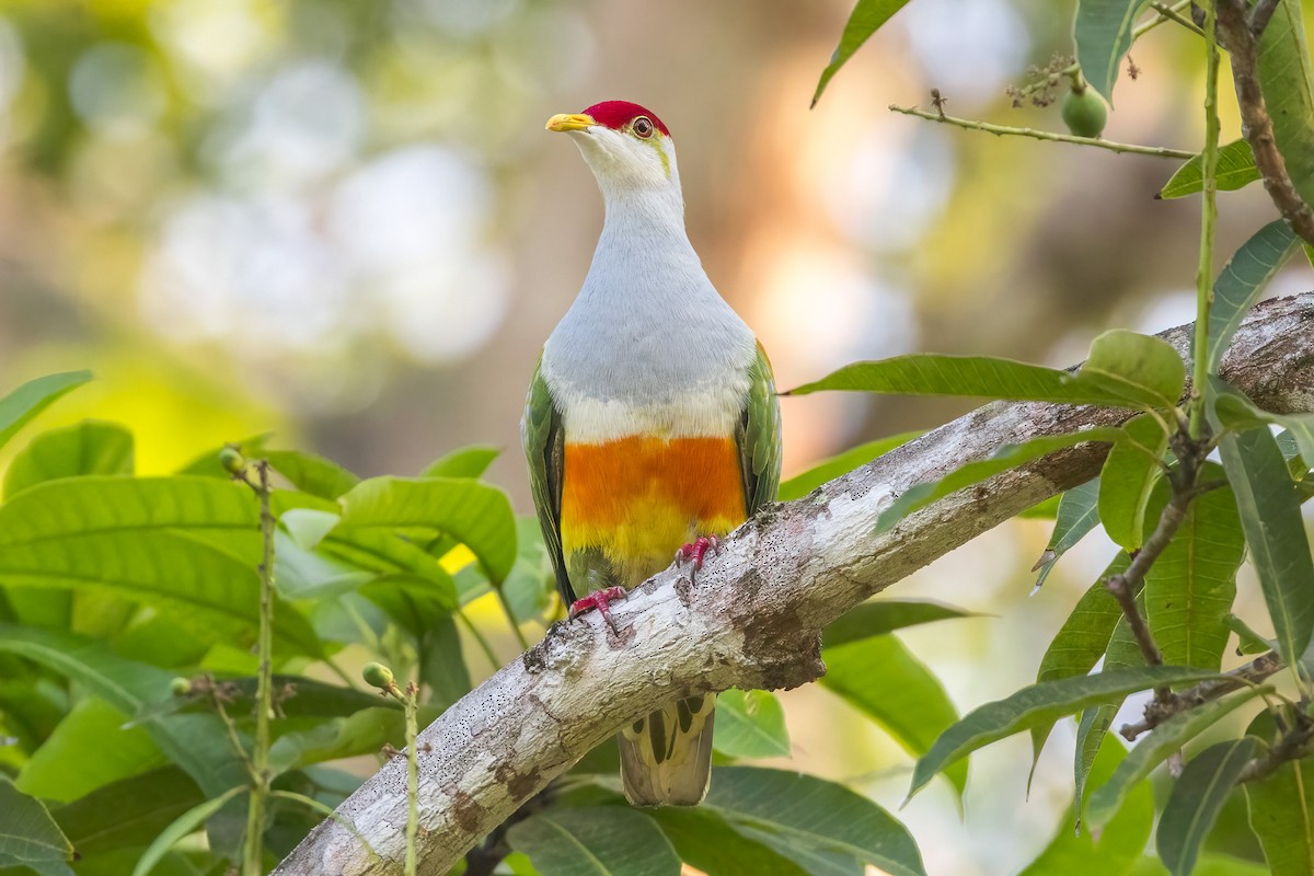 Wallace's Fruit-Dove - ML620187820