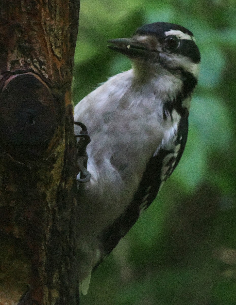 Hairy Woodpecker - ML620187823