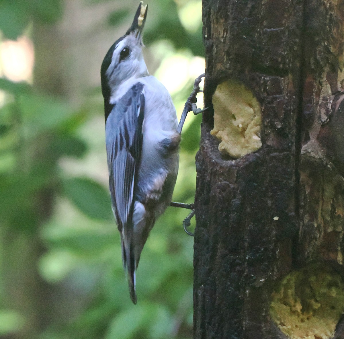 White-breasted Nuthatch - ML620187826