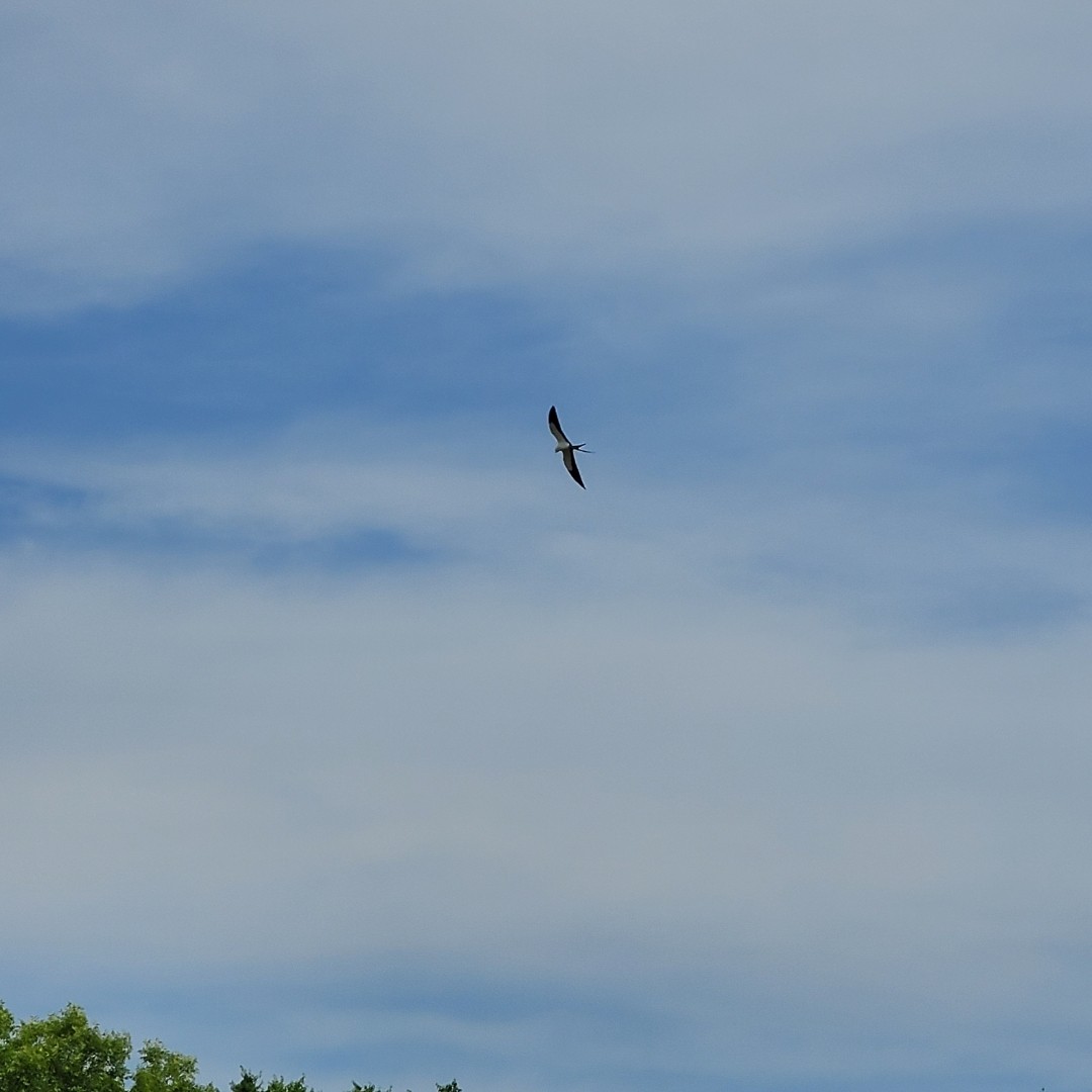 Swallow-tailed Kite - ML620187827