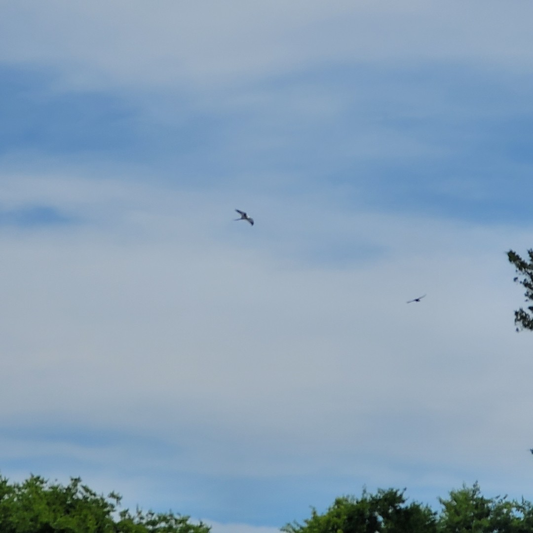 Swallow-tailed Kite - ML620187828