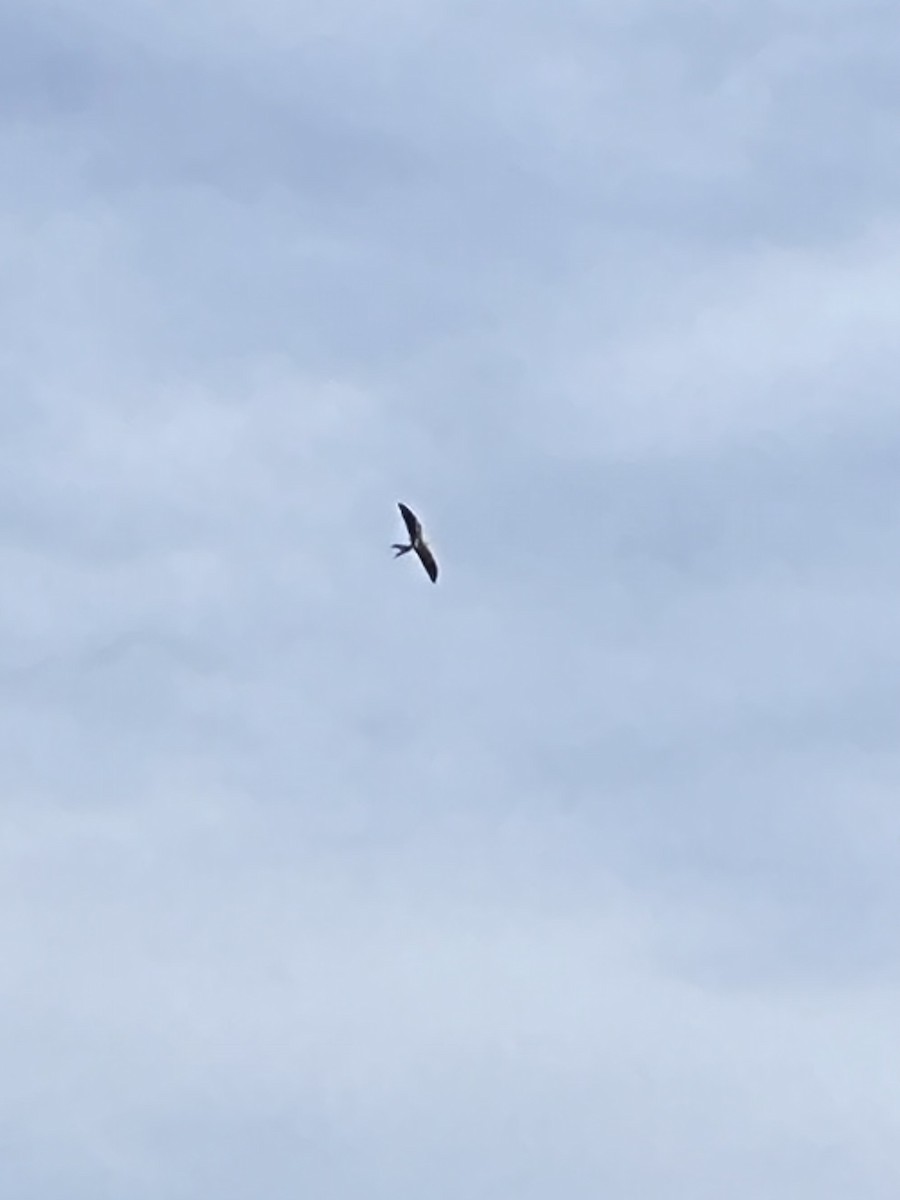 Swallow-tailed Kite - ML620187829