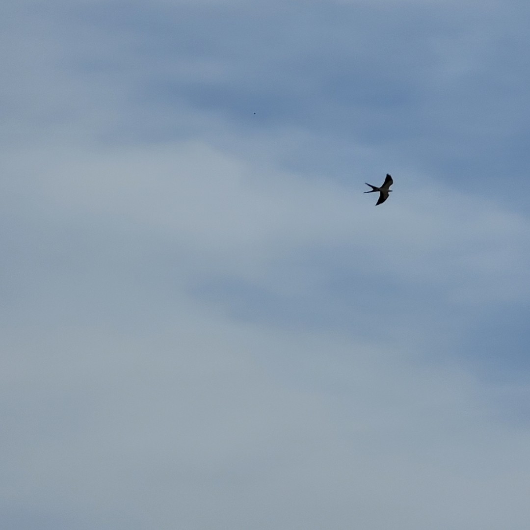 Swallow-tailed Kite - ML620187830