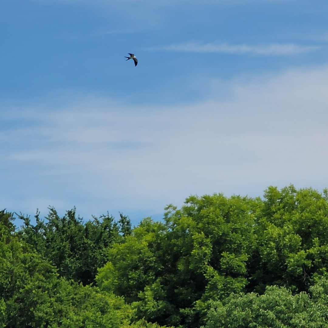 Swallow-tailed Kite - ML620187831