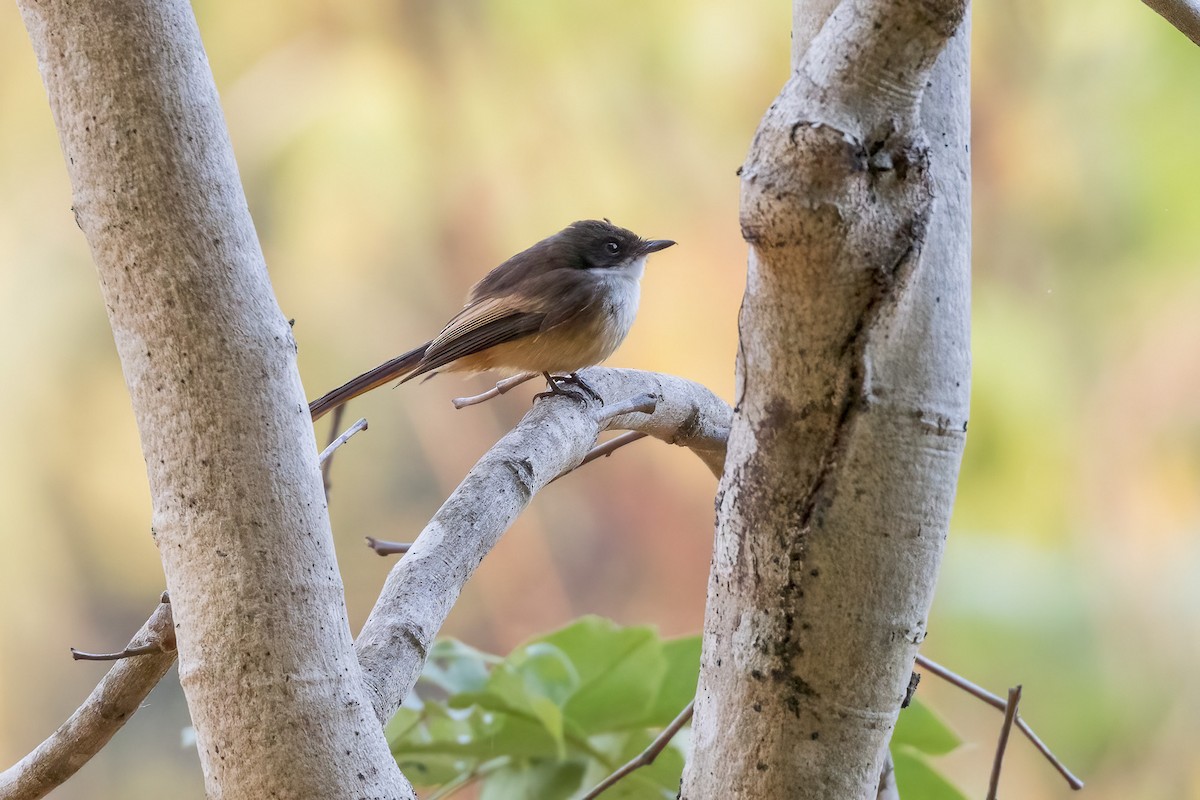 Cinnamon-tailed Fantail - ML620187839