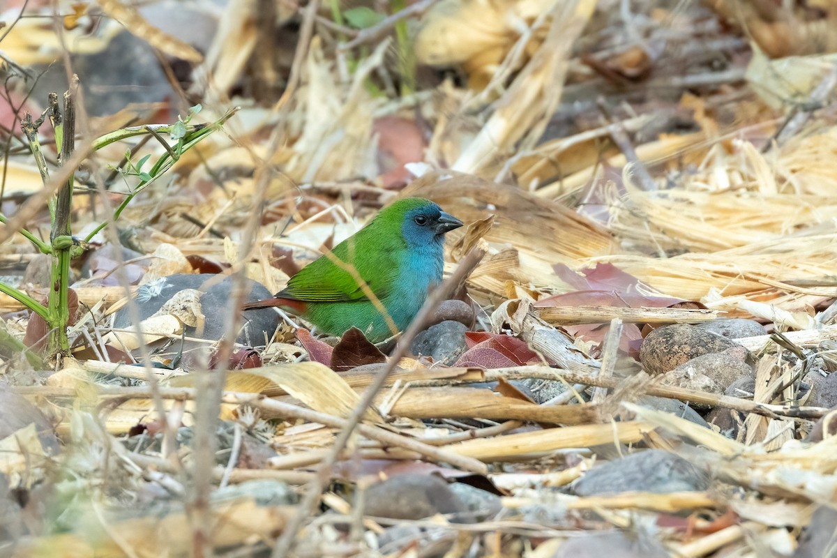 Tricolored Parrotfinch - ML620187844