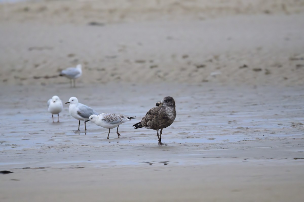 Pacific Gull - ML620187851