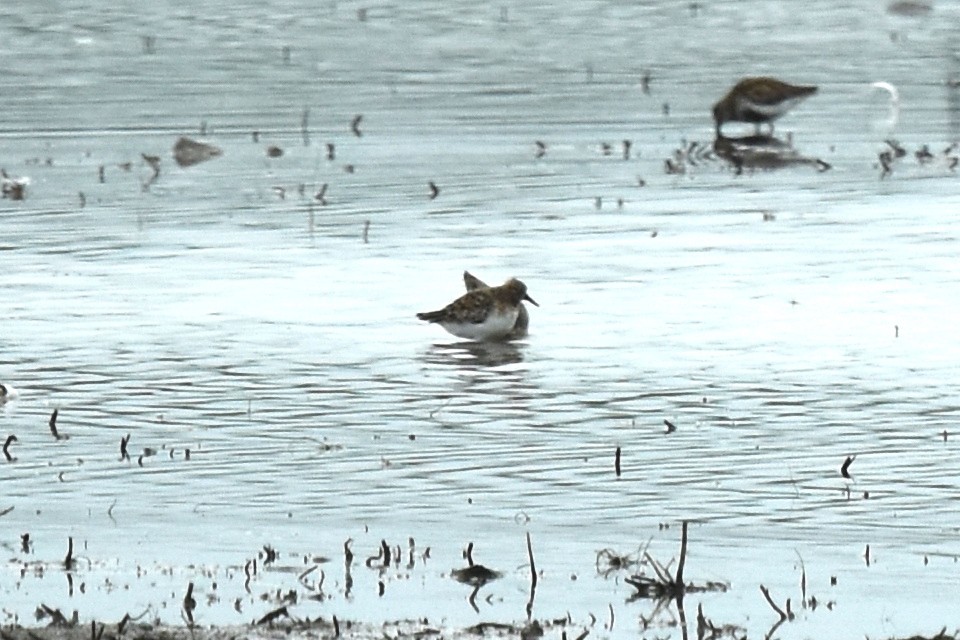 Bécasseau sanderling - ML620187857