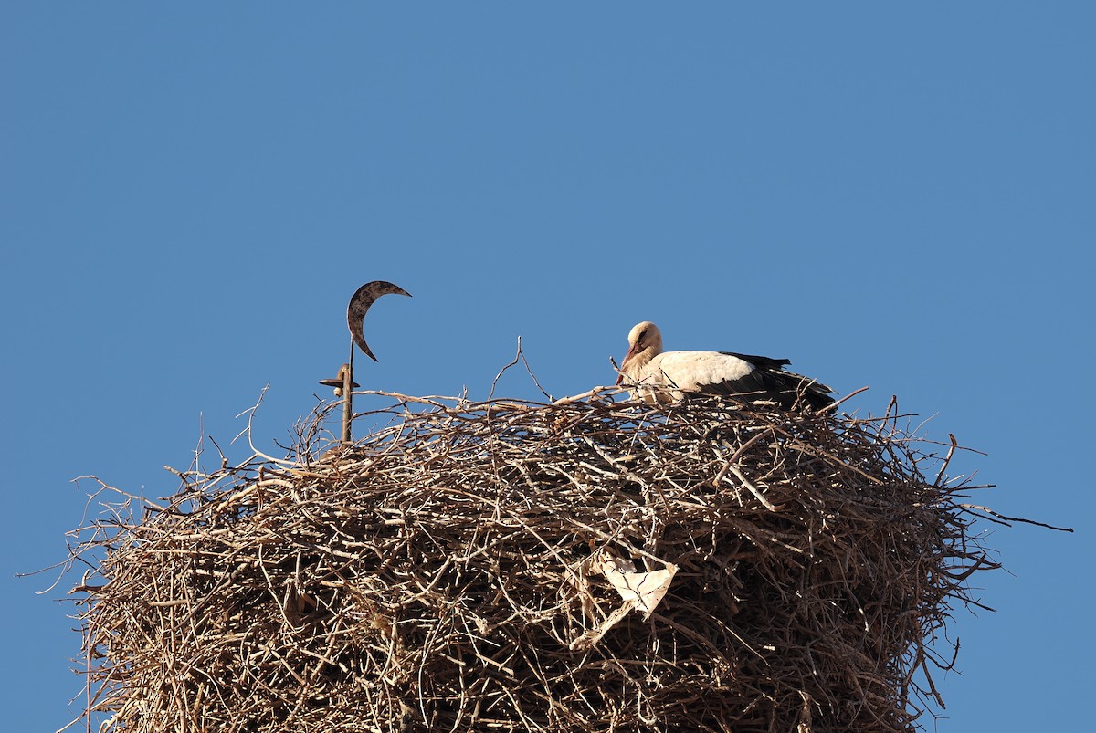 White Stork - ML620187859