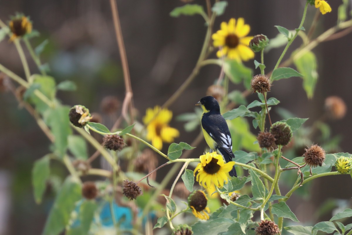 Lesser Goldfinch - ML620187863