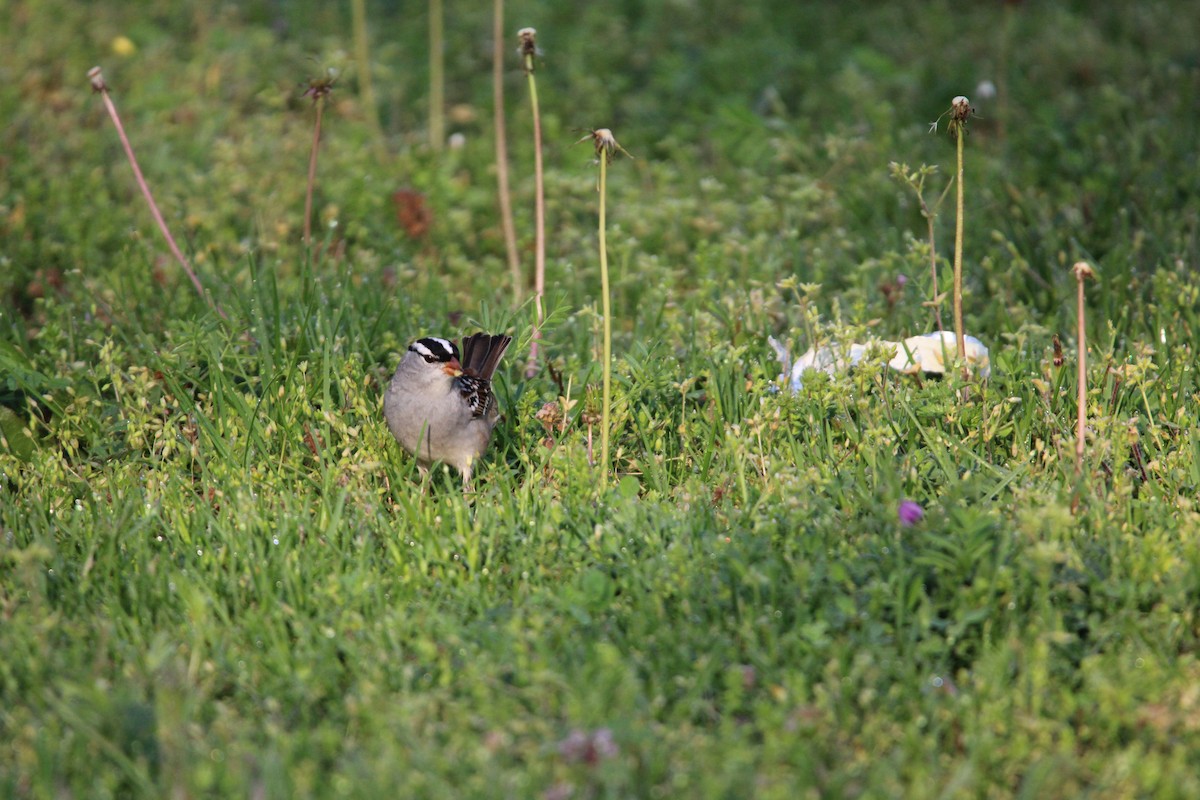 White-crowned Sparrow - ML620187882