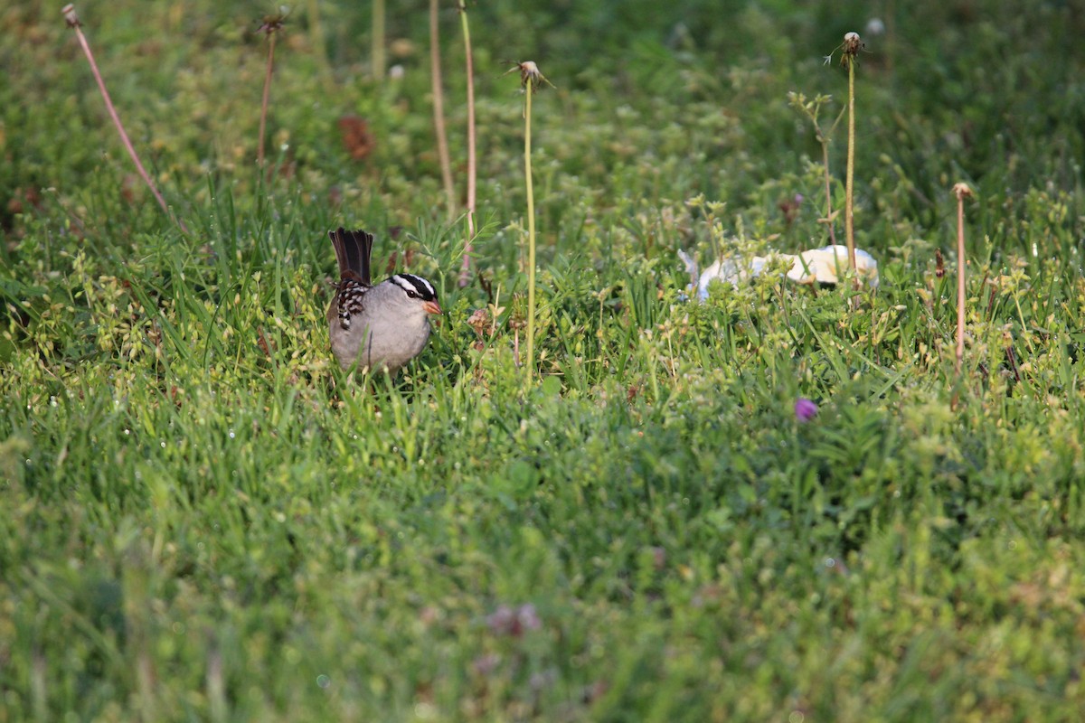 White-crowned Sparrow - ML620187883