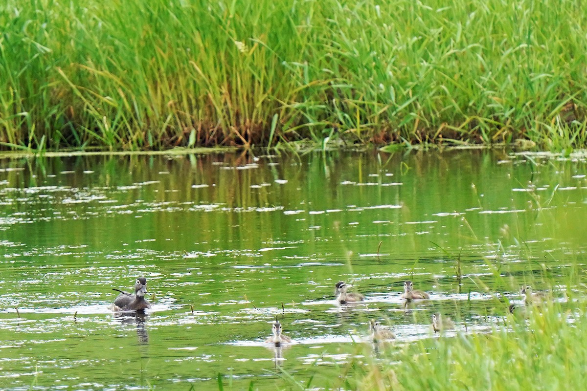 Wood Duck - ML620187885