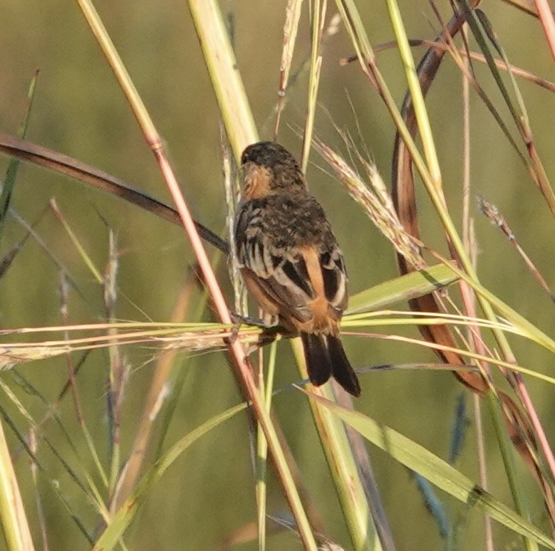 Black-and-tawny Seedeater - ML620187889