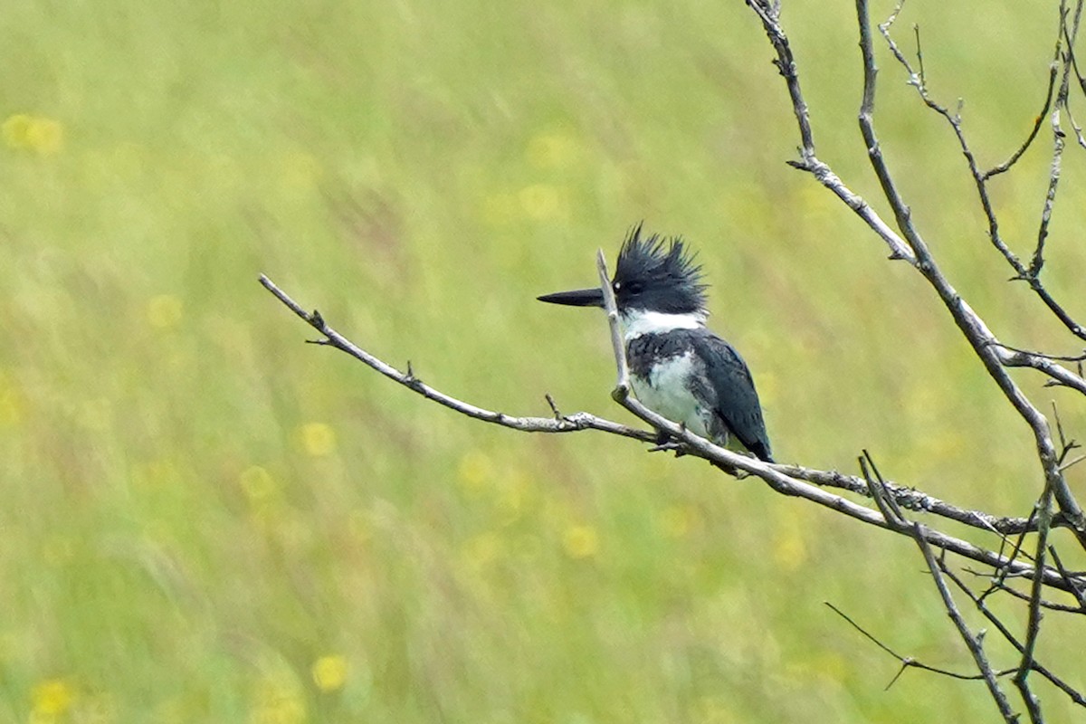 Belted Kingfisher - ML620187895