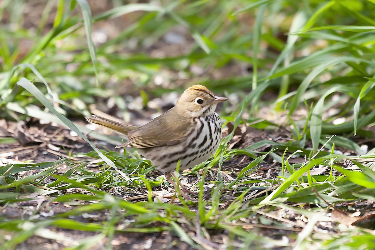 Ovenbird - ML620187902