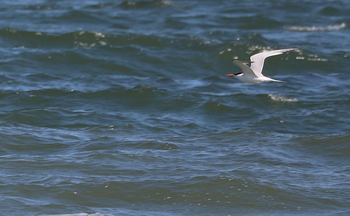 Royal Tern - ML620187915