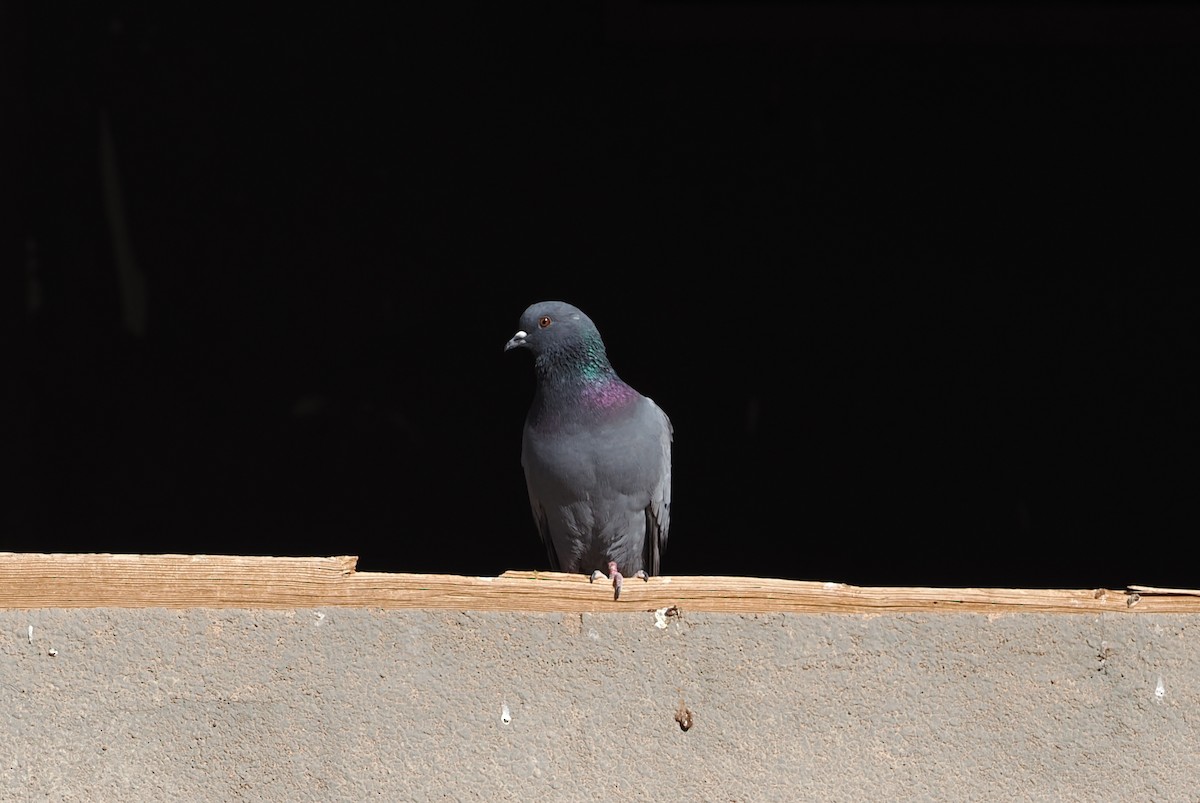 Pigeon biset - ML620187916