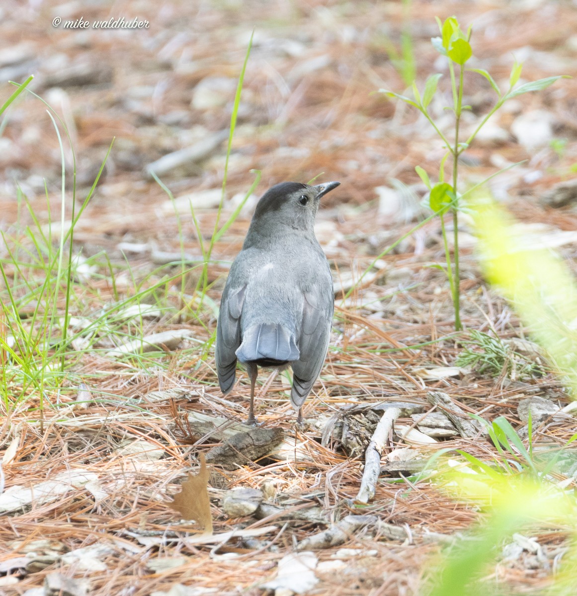 Gray Catbird - ML620187917