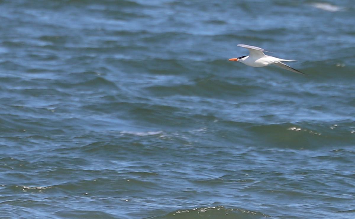 Royal Tern - ML620187918