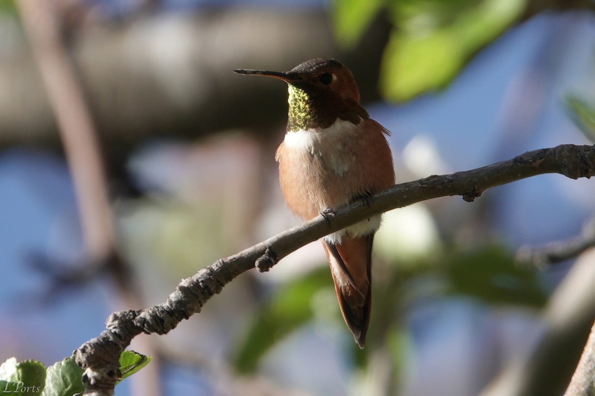 Rufous Hummingbird - ML620187921