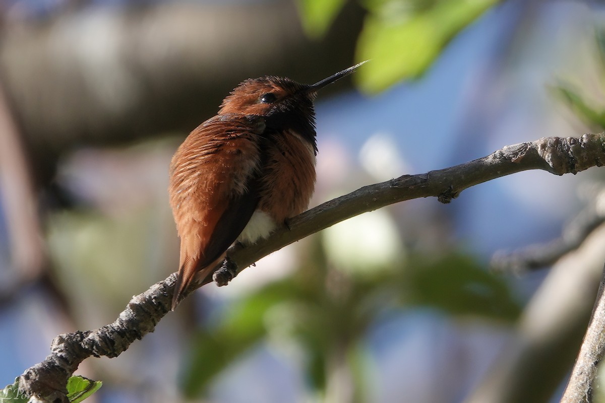 Rufous Hummingbird - ML620187922