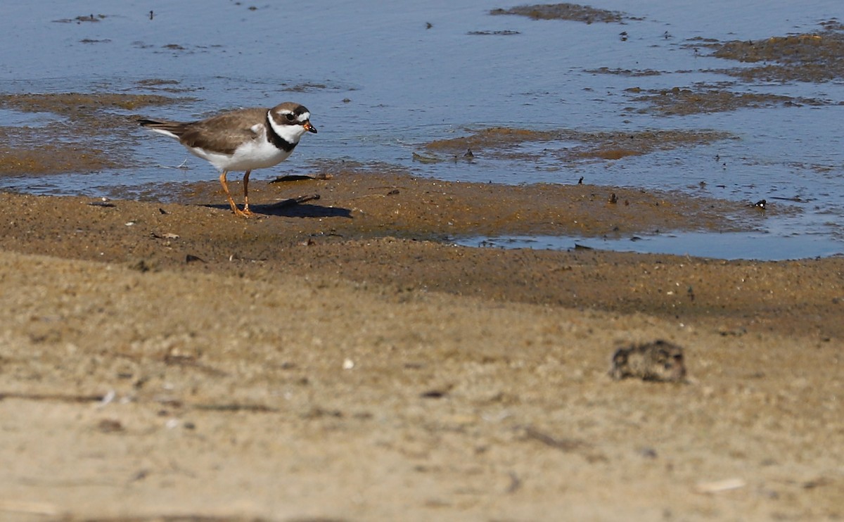 Semipalmated Plover - ML620187924