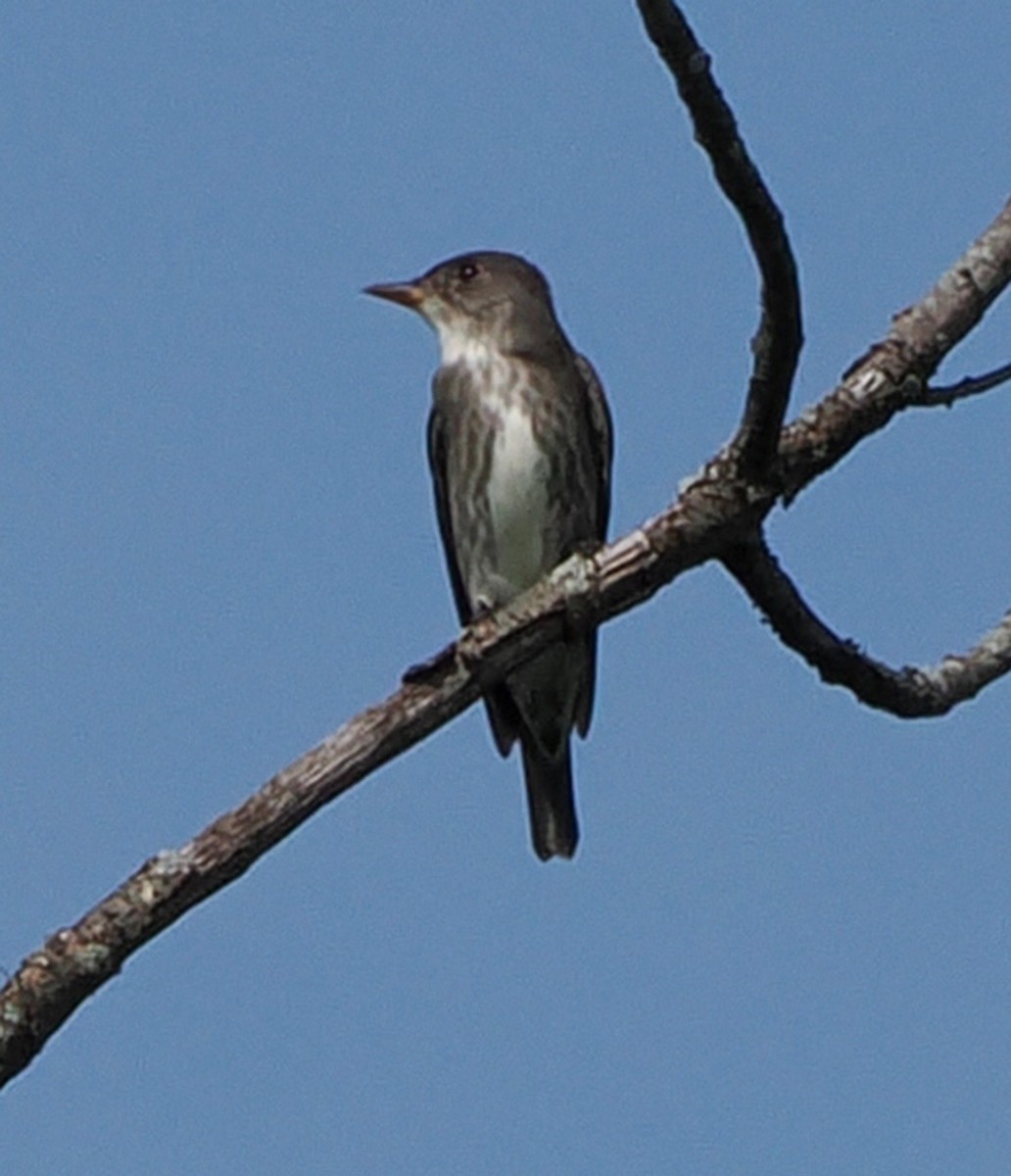 Olive-sided Flycatcher - ML620187925