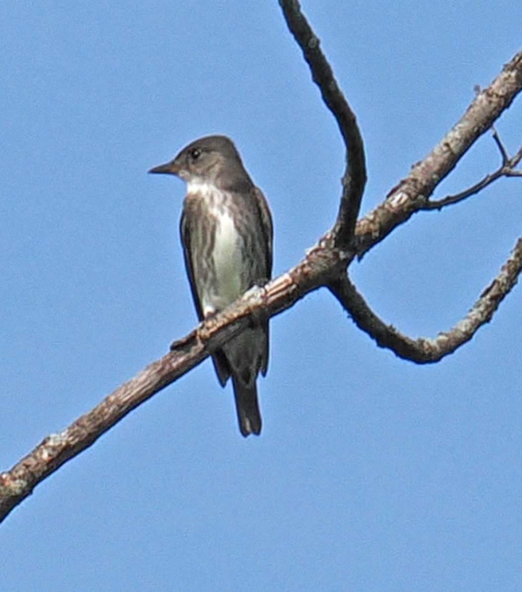 Olive-sided Flycatcher - ML620187926