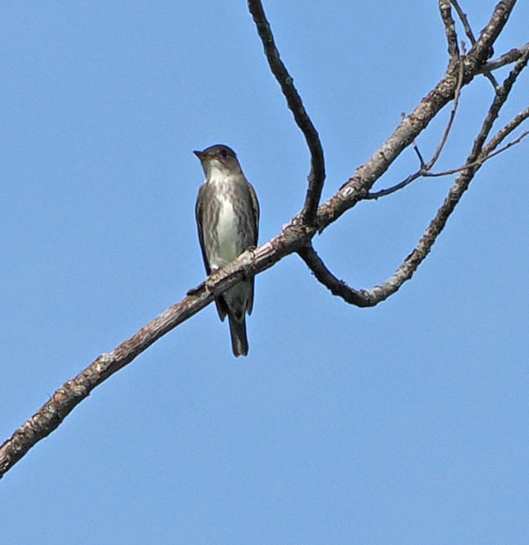 Olive-sided Flycatcher - ML620187929