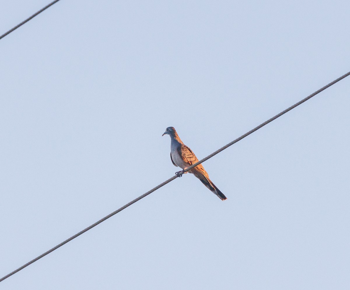 Bar-shouldered Dove - ML620187930