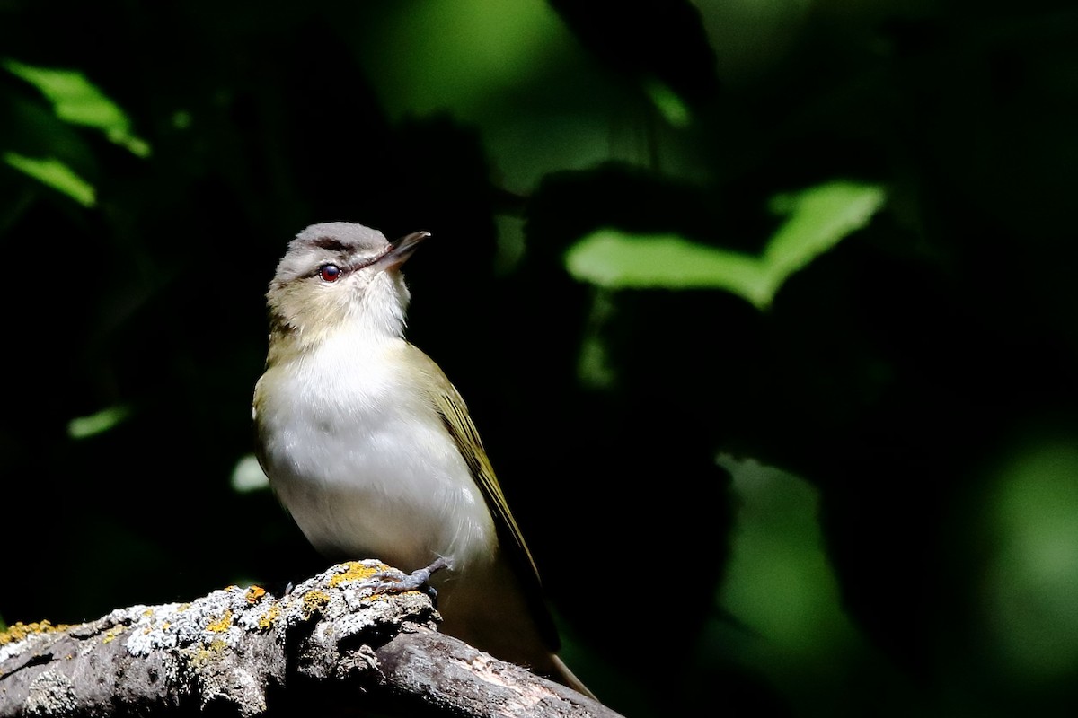 Vireo Ojirrojo - ML620187934