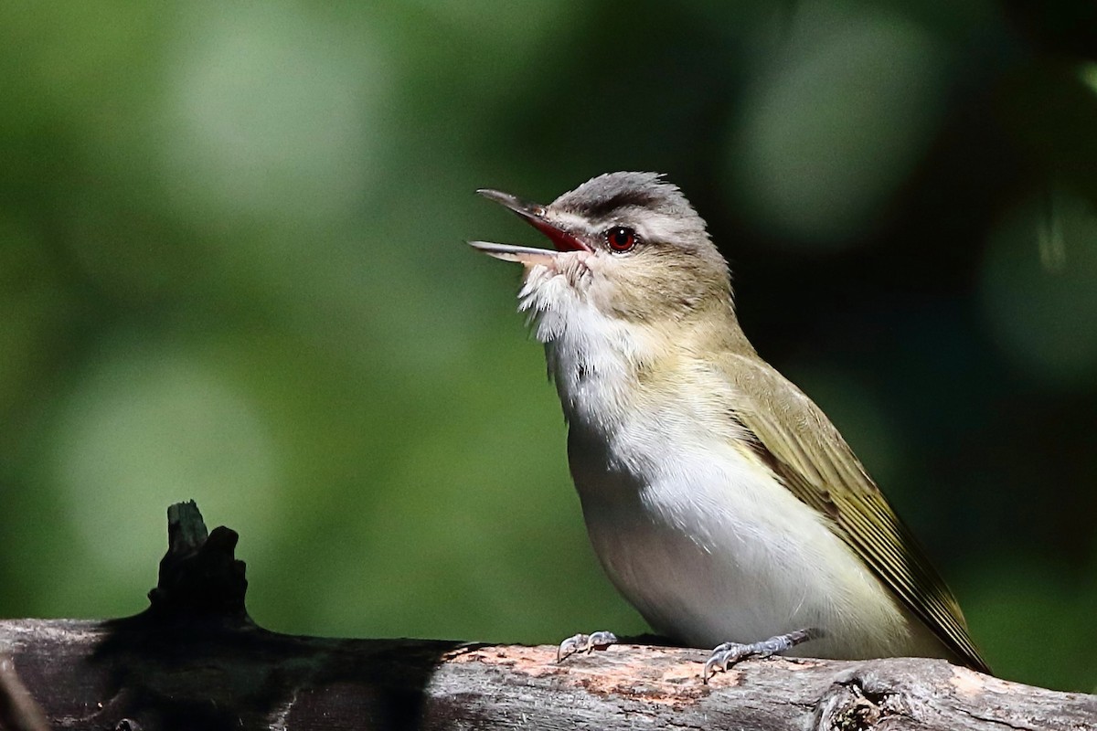 Rotaugenvireo - ML620187935