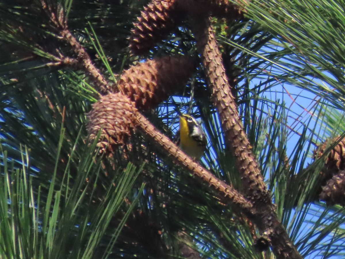 Yellow-throated Warbler - ML620187937