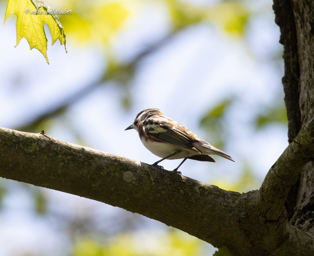 Paruline à flancs marron - ML620187939