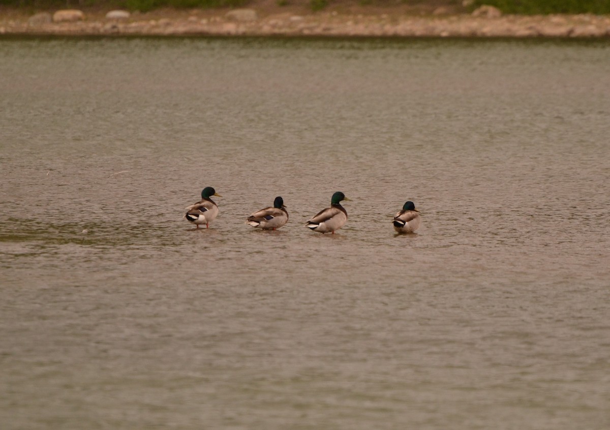 Canard colvert - ML620187941