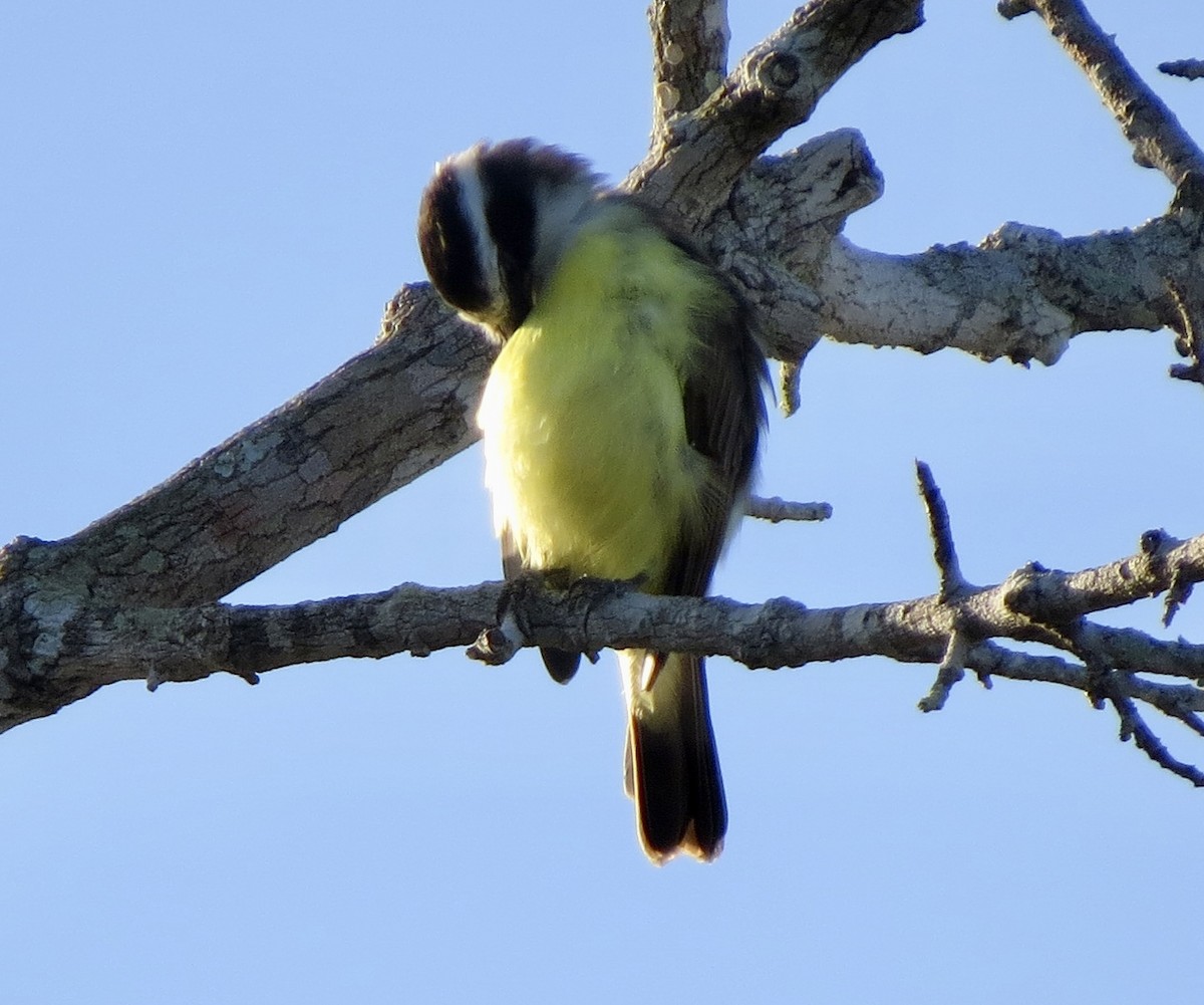 Great Kiskadee - ML620187946