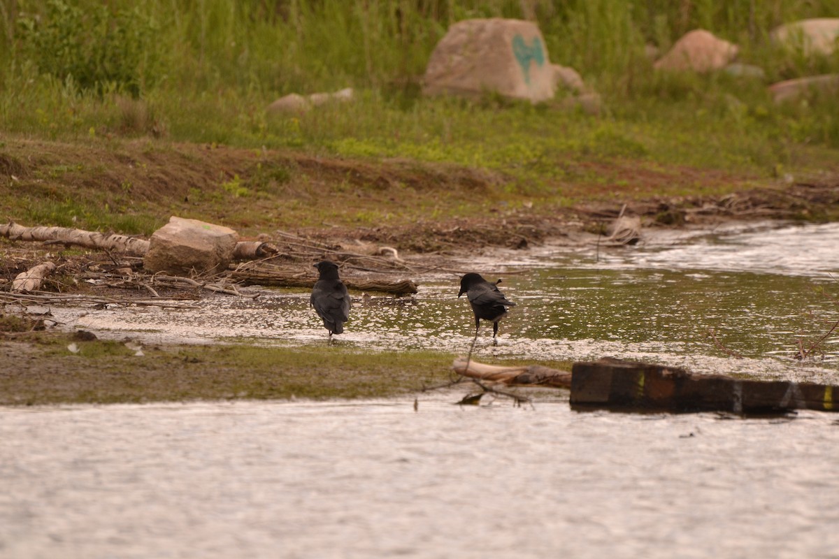 American Crow - ML620187964