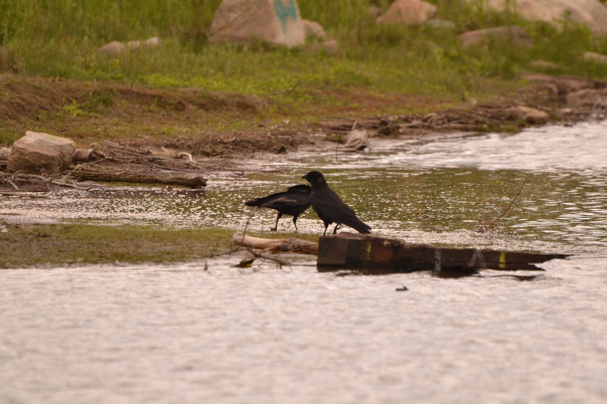 American Crow - ML620187966