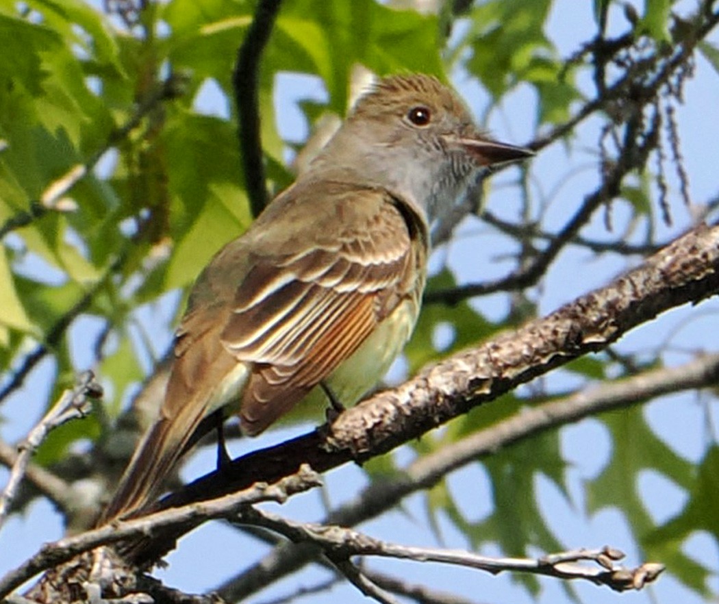 Great Crested Flycatcher - ML620187967