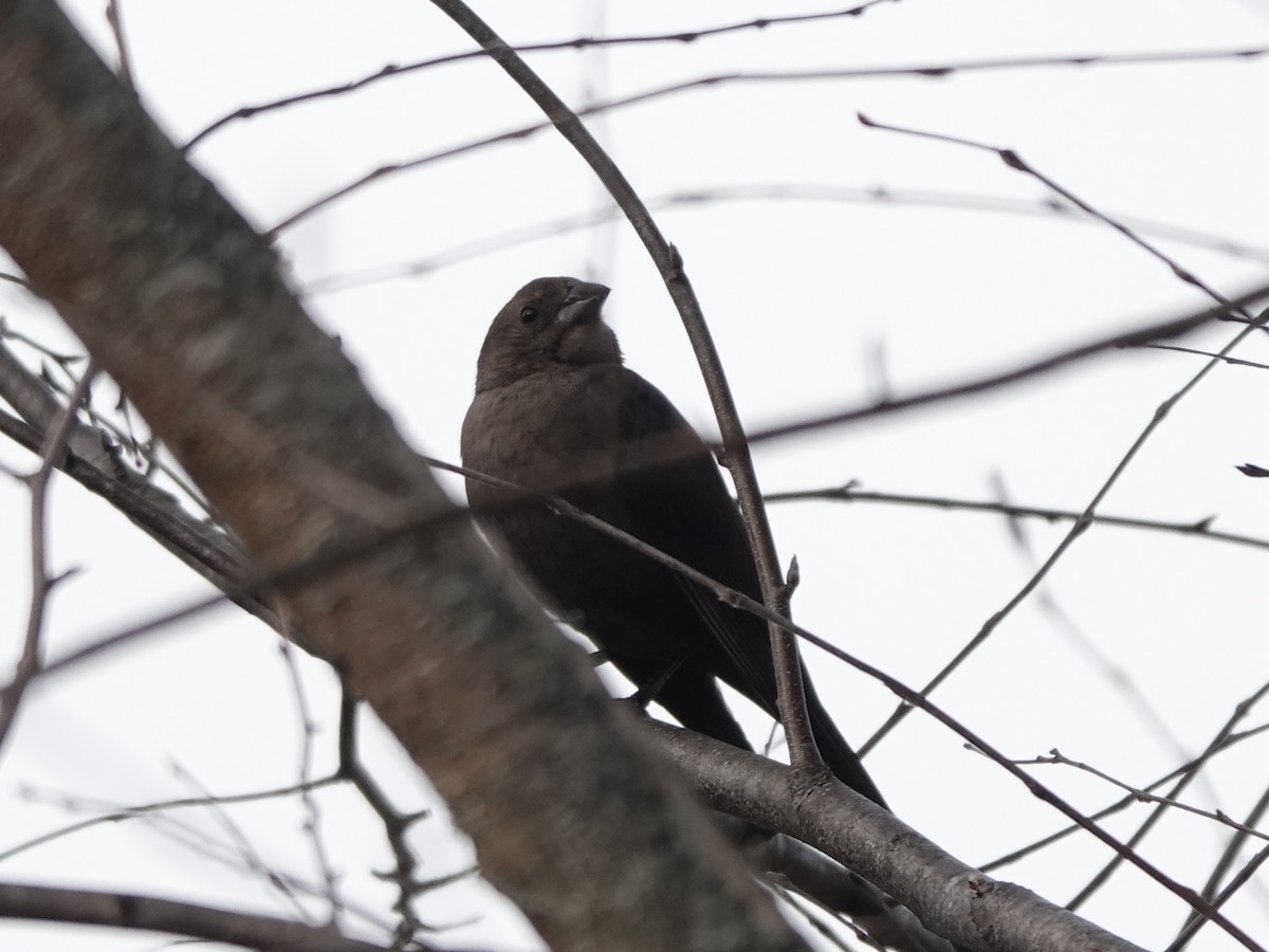 Brown-headed Cowbird - ML620187971