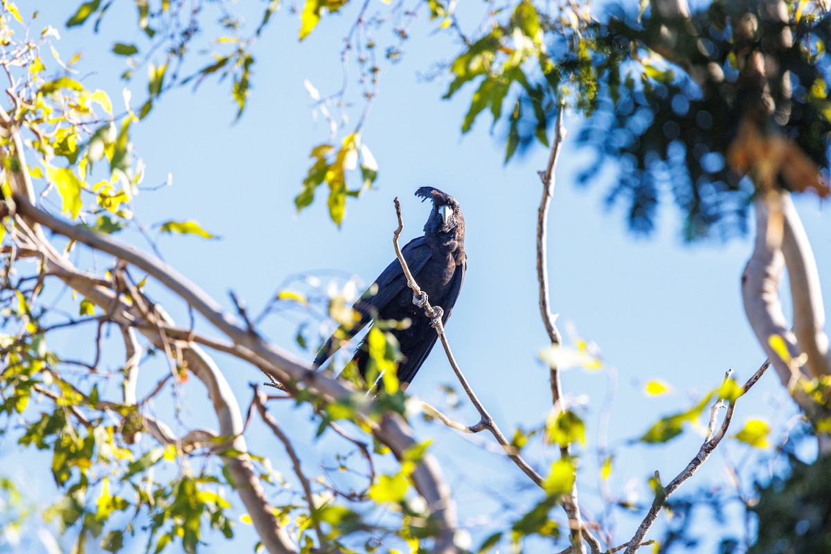 Red-tailed Black-Cockatoo - ML620187981