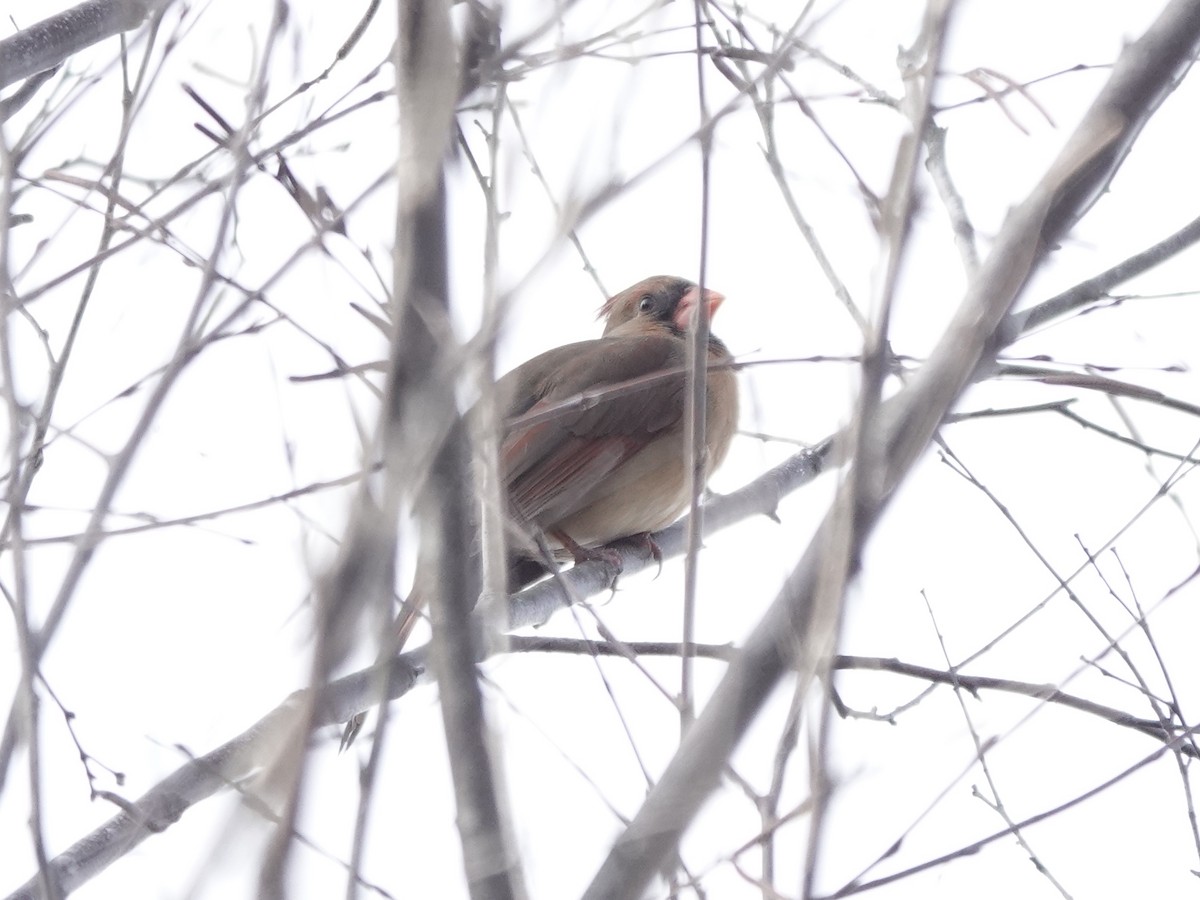 Northern Cardinal - ML620187984