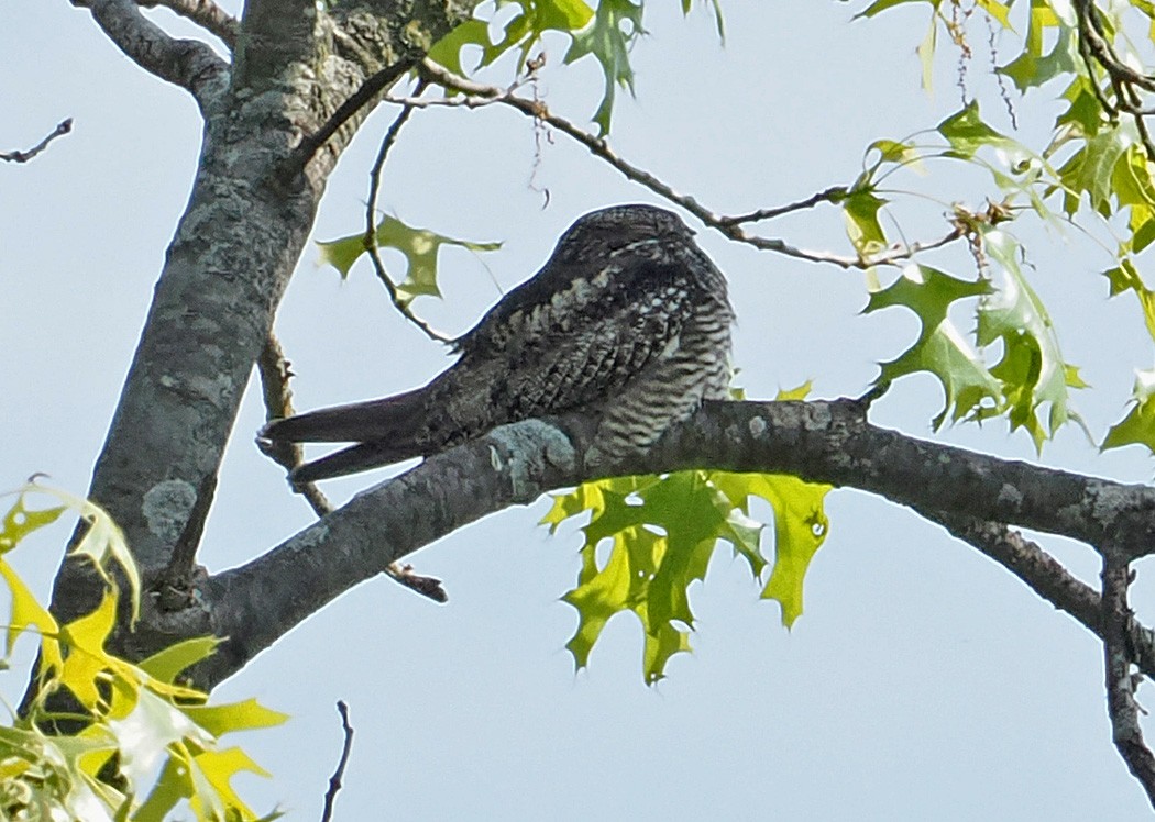 Common Nighthawk - ML620187994