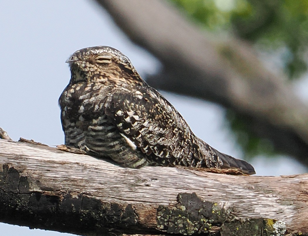 Common Nighthawk - ML620187998