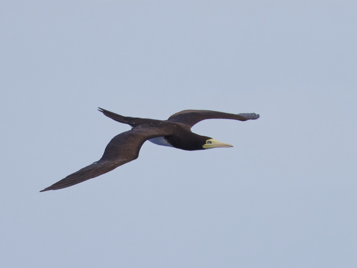 Brown Booby - ML620188013