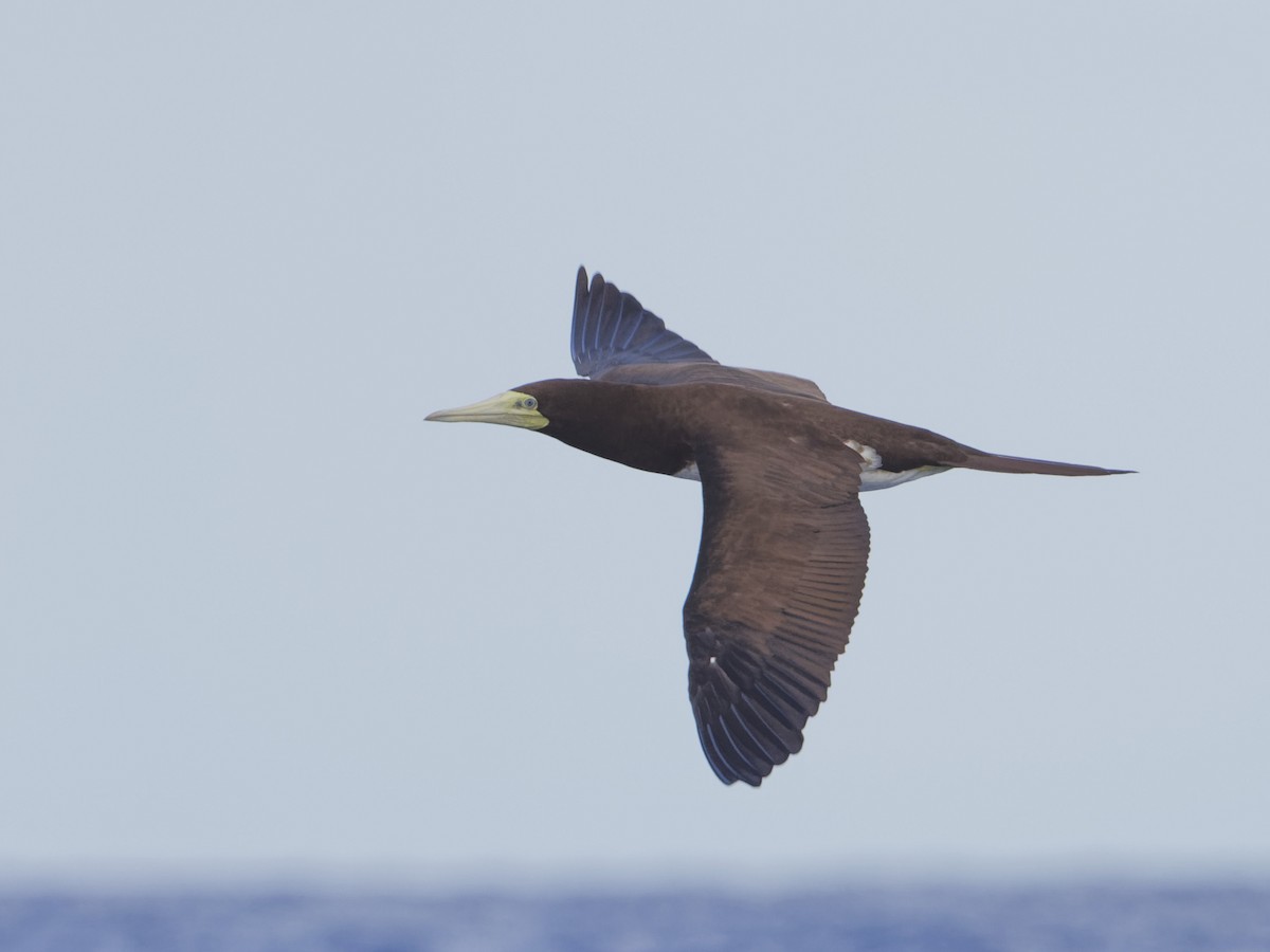 Brown Booby - ML620188014