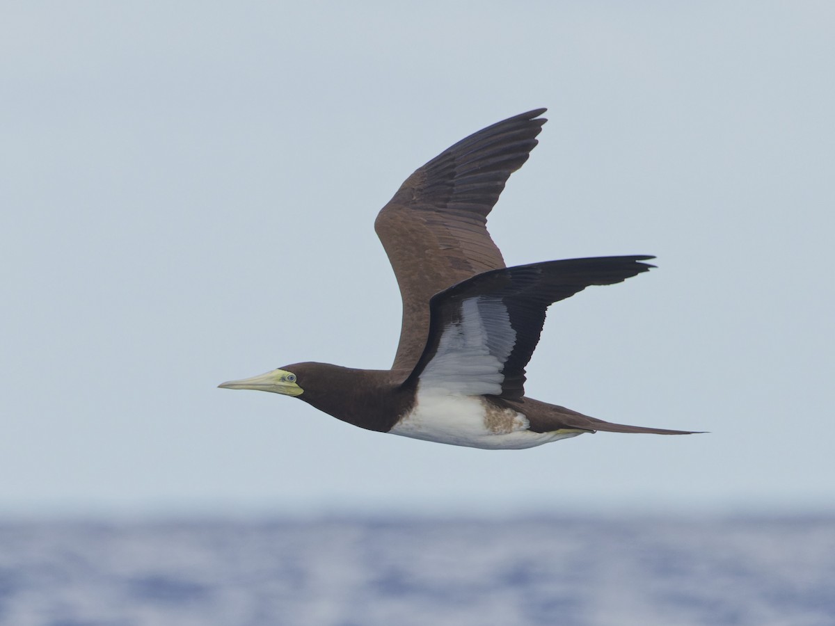 Brown Booby - ML620188017